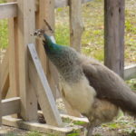 Dscn0248